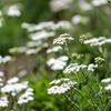 Native garden